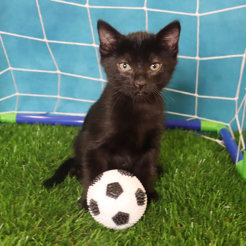 A baby medium-sized male Domestic Short Hair cat named Chorizo Coming Soon for adoption in League City, TX