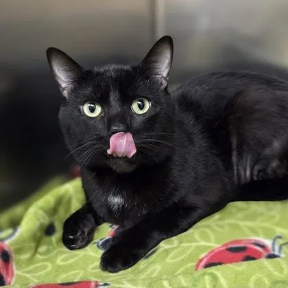 An adult medium-sized male Domestic Short Hair cat named Harold for adoption in Westland, MI
