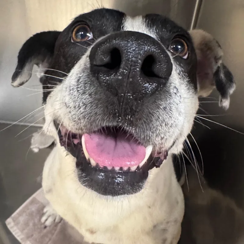 An adult medium-sized male White / Cream Mixed Breed dog named Korgon for adoption in Winston-Salem, NC
