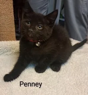 A baby medium-sized female Domestic Short Hair cat named Penny Ling for adoption in Parkville, MD