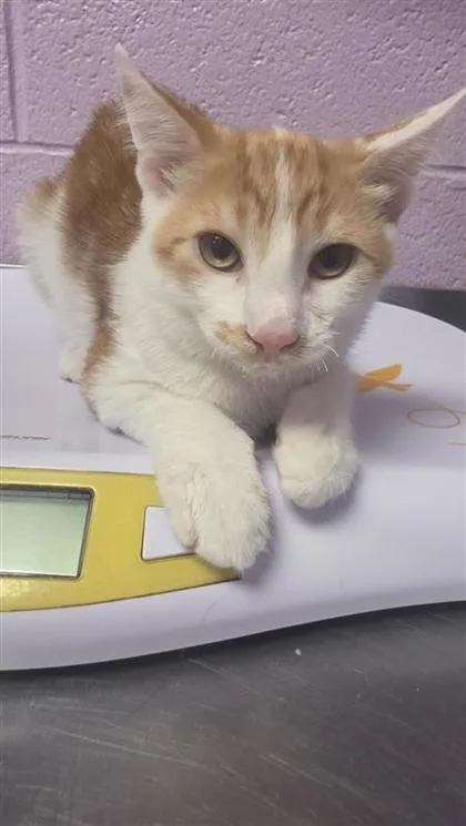 A baby small-sized male Orange / Red Domestic Short Hair cat named Preston for adoption in El Paso, TX