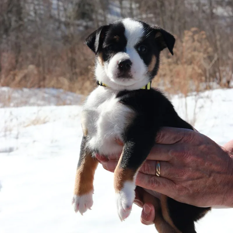 Ct Snow Avail Mar thumbnail 4