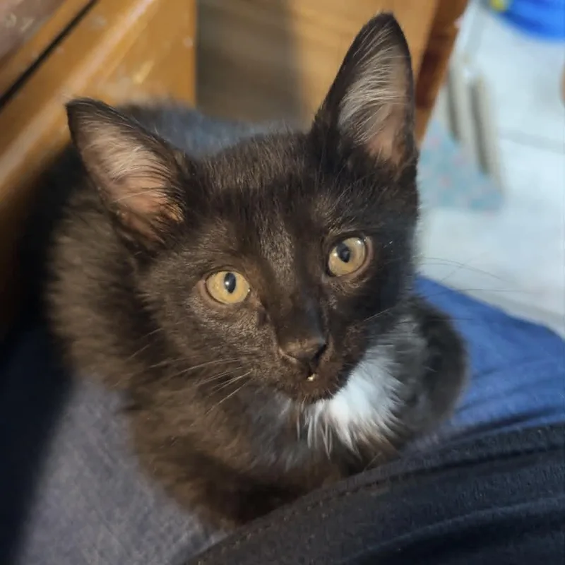 A baby medium-sized male Black Domestic Short Hair cat named Grub for adoption in Colcord, OK