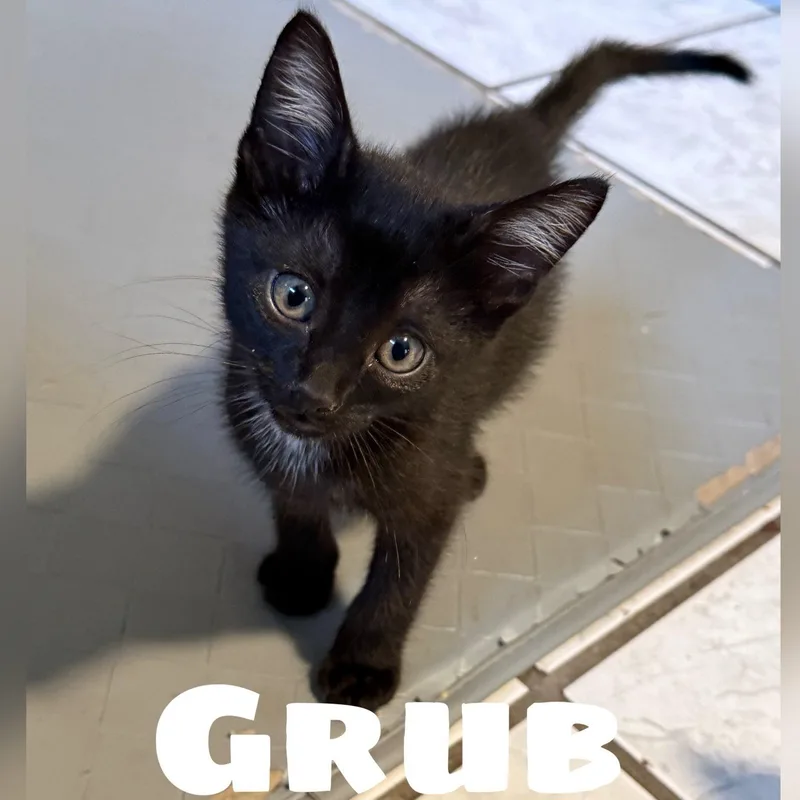 Grub thumbnail 3