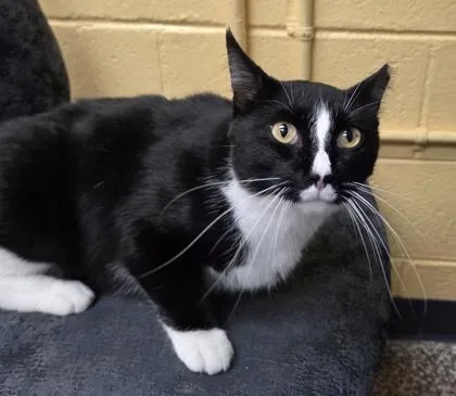 An adult large-sized male Domestic Short Hair cat named Wolfsbane for adoption in Westland, MI