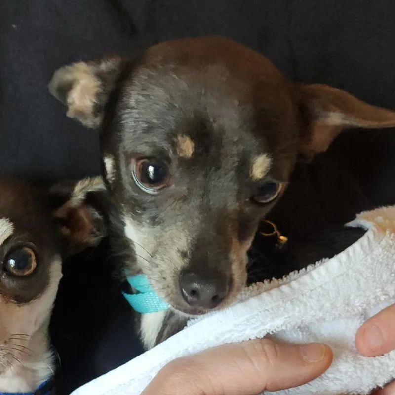 An adult small-sized male Gray / Blue / Silver Chihuahua dog named Mr Princess C for adoption in Oklahoma City, OK