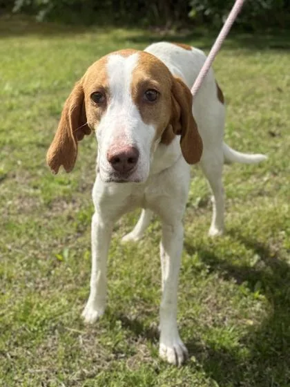 An adult medium-sized female Hound dog named Lily for adoption in King William, VA