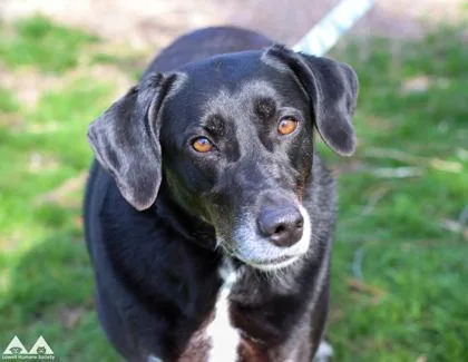 An adult large-sized female Labrador Retriever dog named Leila for adoption in Lowell, MA