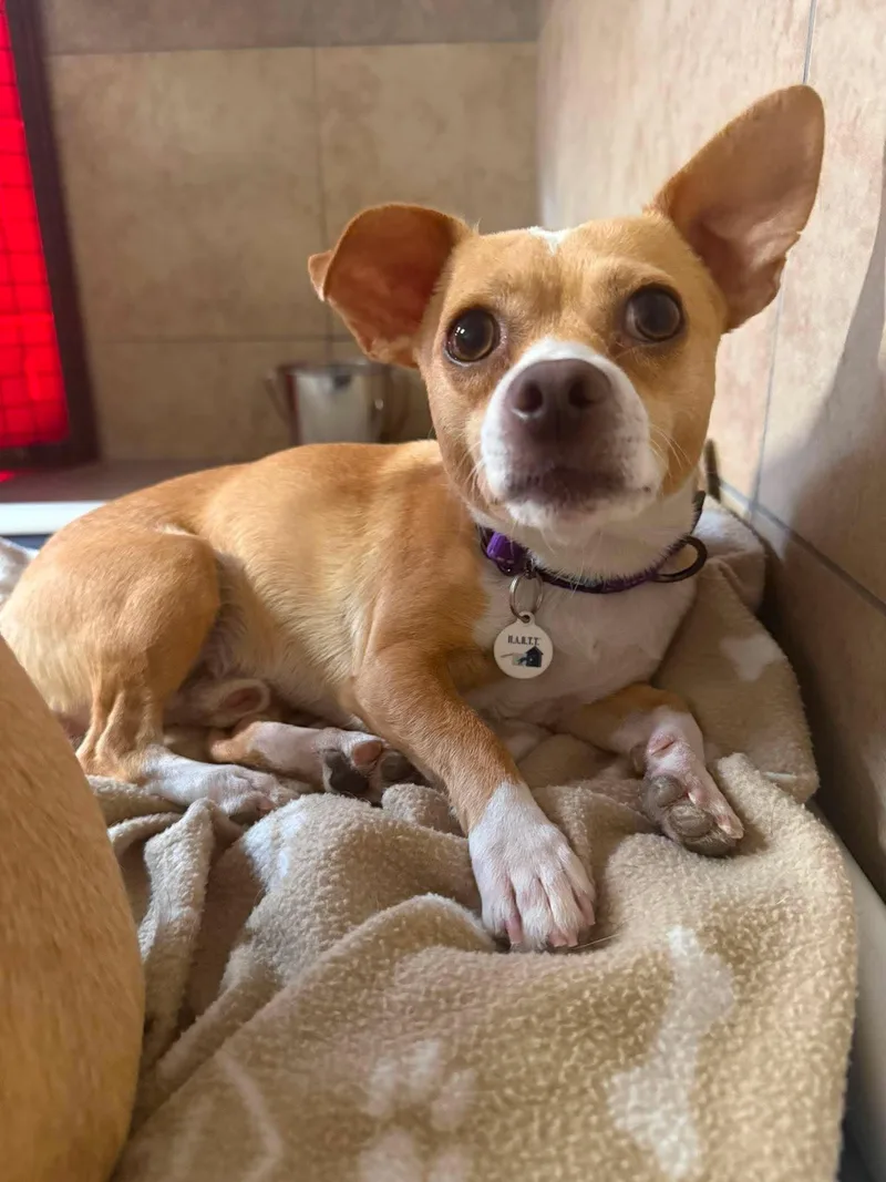 A young small-sized male Apricot / Beige Chihuahua dog named Rusty for adoption in Phoenix, AZ