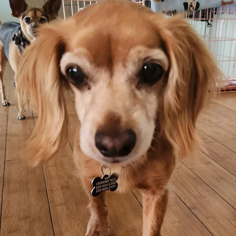A senior small-sized female Golden Dachshund (Long Haired) dog named Bubba And Cuddles for adoption in Marana, AZ