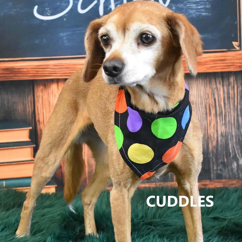Bubba And Cuddles thumbnail 3