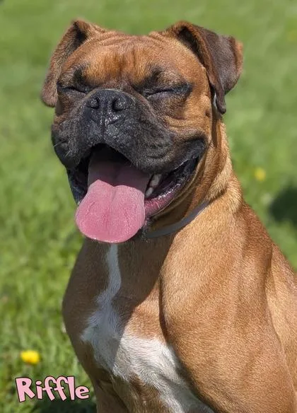 An adult medium-sized female Boxer dog named Riffle for adoption in Mason, MI
