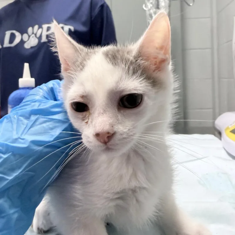 A baby small-sized female White Domestic Short Hair cat named Brooke for adoption in Summerville, SC