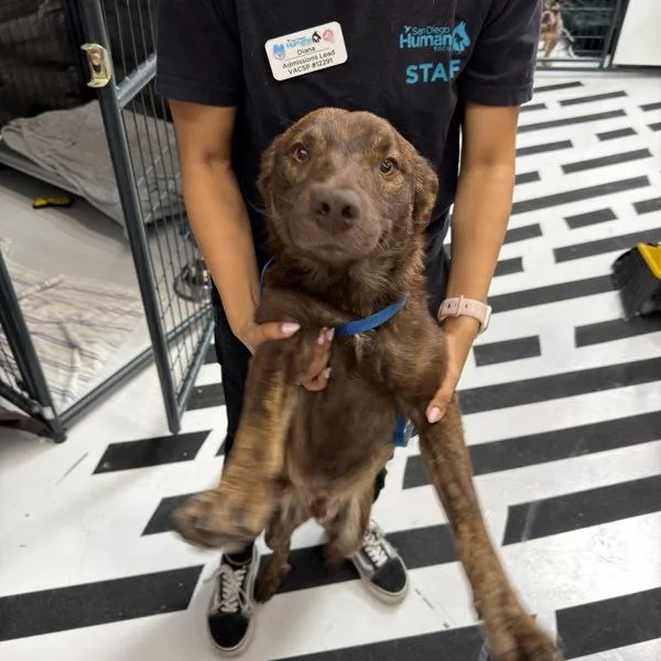 A young medium-sized male Shepherd dog named Erbie for adoption in San Diego, CA