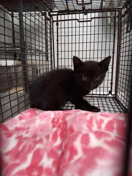 A baby small-sized female Domestic Medium Hair cat named Trinity for adoption in Sevierville, TN
