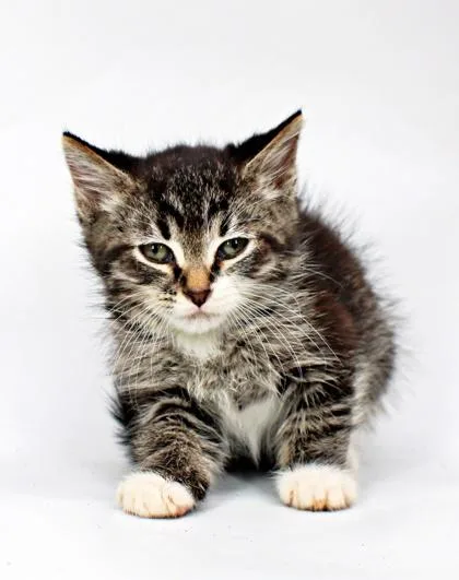 A baby small-sized male Domestic Medium Hair cat named Enchant for adoption in Morton Grove, IL