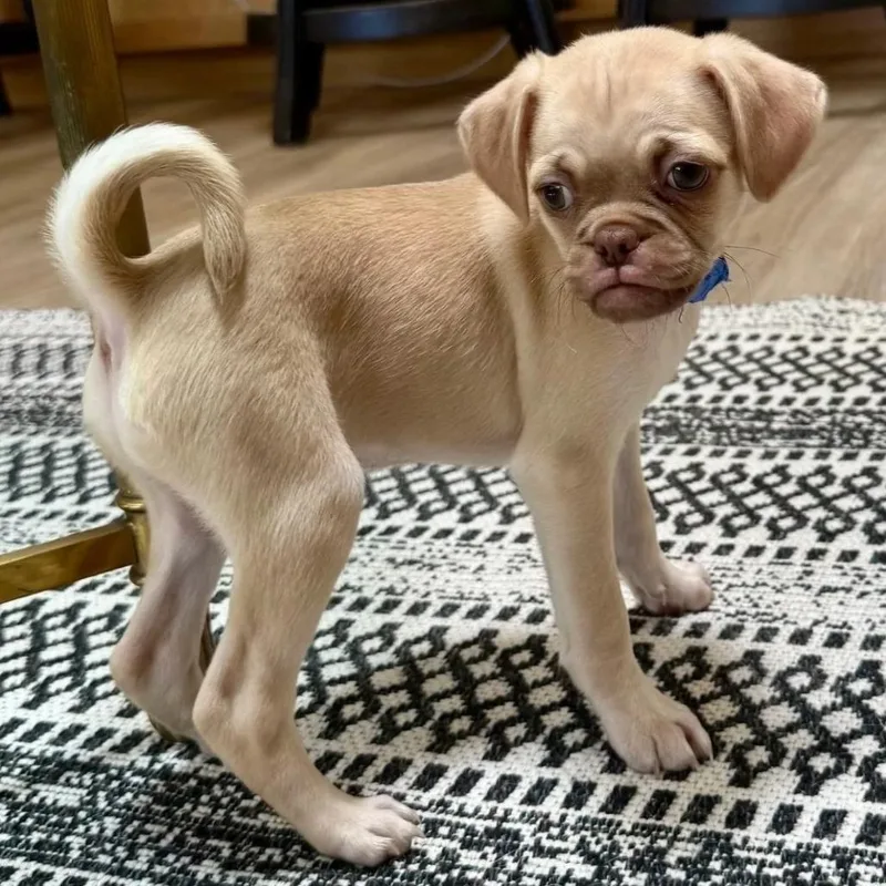 A baby small-sized female Yellow / Tan / Blond / Fawn Pug dog named Claussen for adoption in Santa Barbara, CA
