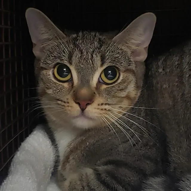 A young small-sized female Domestic Short Hair cat named Princess Pumpkin for adoption in Tucson, AZ