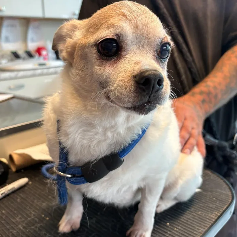 A senior small-sized female White / Cream Mixed Breed dog named Peanut Butter for adoption in Huntington, WV