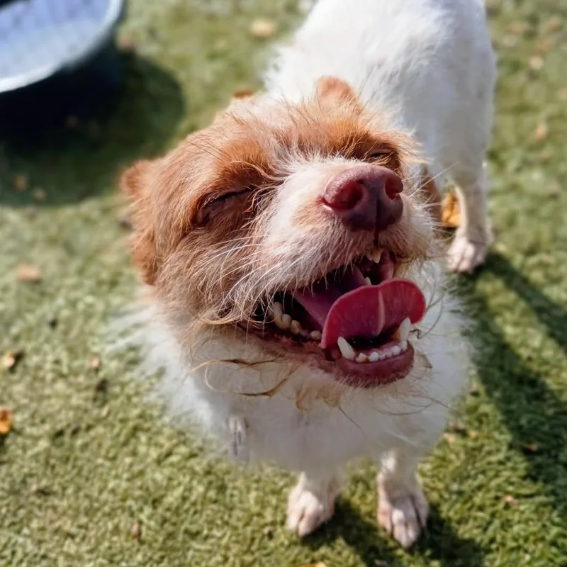 A senior small-sized male Apricot / Beige Chihuahua dog named Canelo for adoption in Houston, TX
