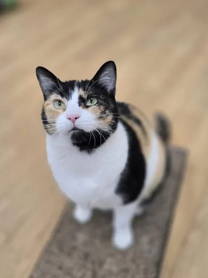 An adult medium-sized female Domestic Short Hair cat named April for adoption in Woodstock, IL