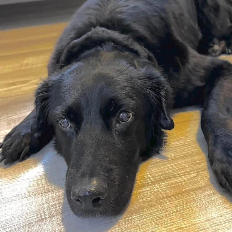 A senior medium-sized female Black Retriever dog named Sheba for adoption in Wappingers Falls, NY