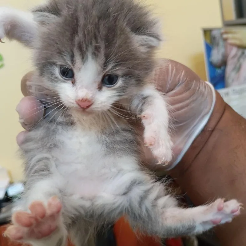 A baby small-sized male Gray / Blue / Silver Domestic Short Hair cat named Booberry for adoption in Lynchburg, VA