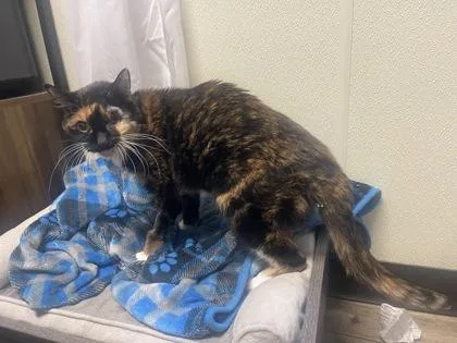 A senior medium-sized female American Shorthair cat named Mocha for adoption in Cashiers, NC