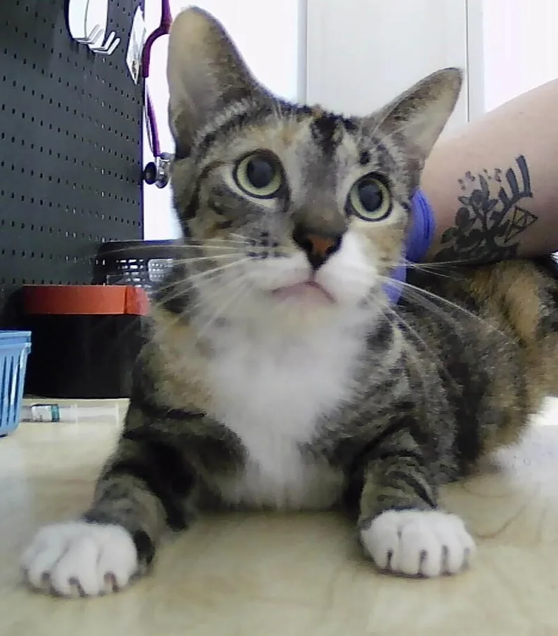 An adult medium-sized female Domestic Short Hair cat named Princess for adoption in Anoka, MN