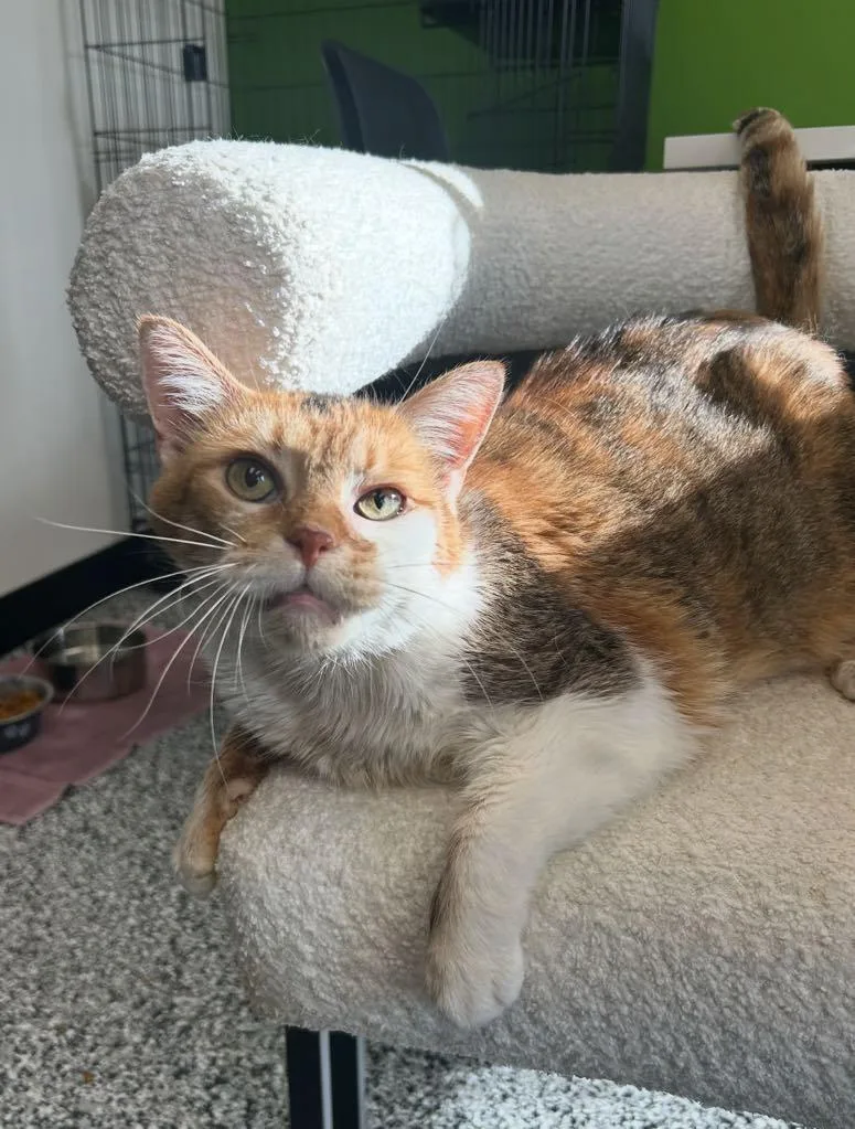An adult medium-sized female Calico Domestic Short Hair cat named Josie for adoption in Cortland, OH