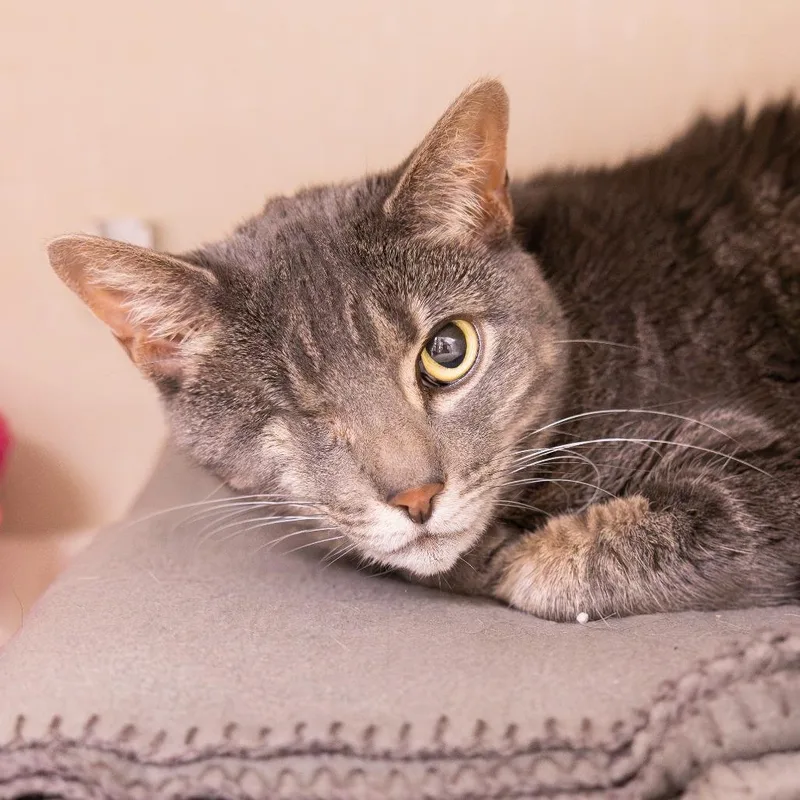 A senior medium-sized female Domestic Short Hair cat named Athena for adoption in Mentor, OH