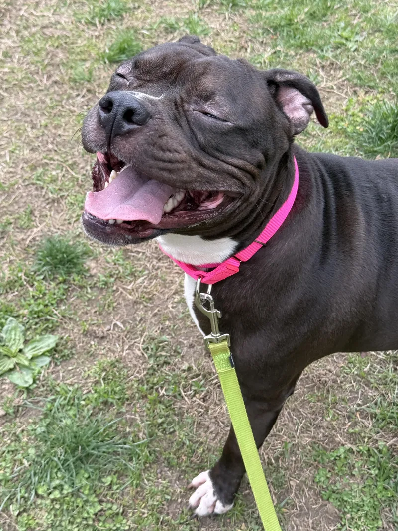 An adult large-sized female American Staffordshire Terrier dog named June for adoption in Terryville, CT