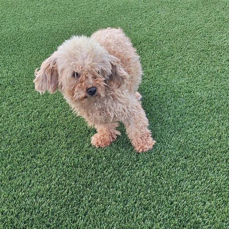 An adult small-sized female White / Cream Toy Poodle dog named Shadow for adoption in LOXAHATCHEE, FL