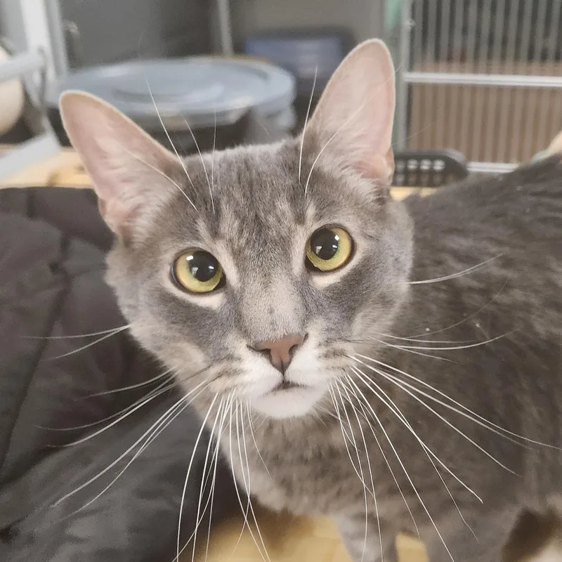 An adult medium-sized male Gray / Blue / Silver Domestic Short Hair cat named Loki for adoption in Pompton Lakes, NJ