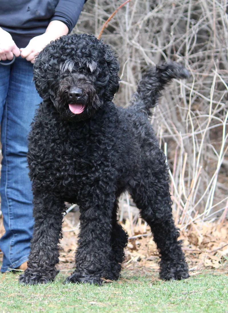 An adult medium-sized male Standard Poodle dog named Wilbur for adoption in Portage, WI