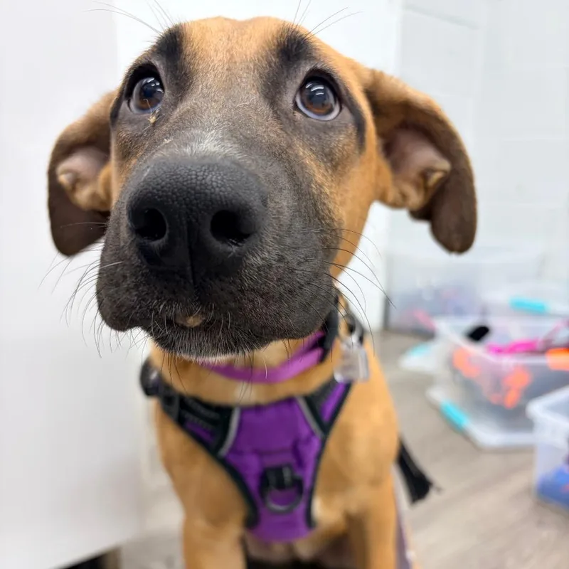 A baby medium-sized female Shepherd dog named River for adoption in Fairfax, VA