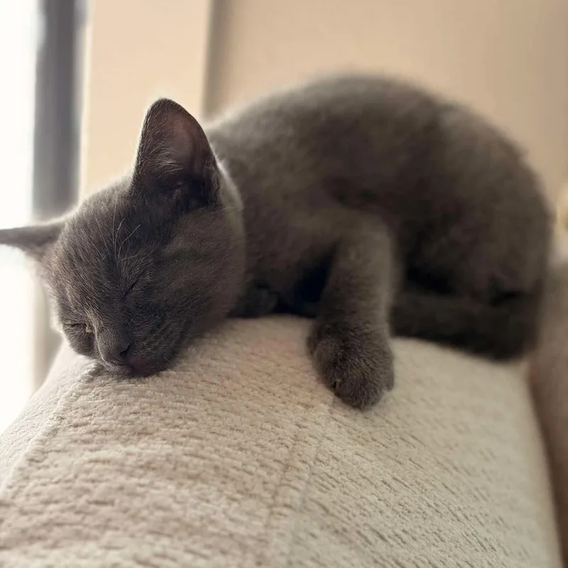 A young medium-sized male Gray / Blue / Silver Domestic Short Hair cat named Christian Grey for adoption in Valley Center, KS
