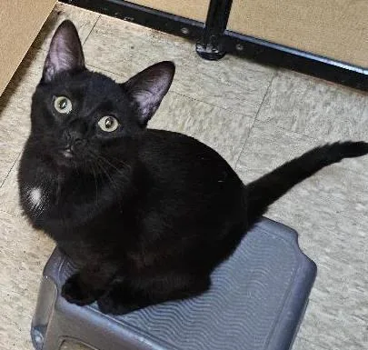 A young small-sized male Black Domestic Short Hair cat named Perrey for adoption in Tulsa, OK