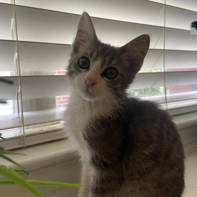 A baby small-sized male Gray / Blue / Silver Domestic Short Hair cat named Charley for adoption in Prosper, TX