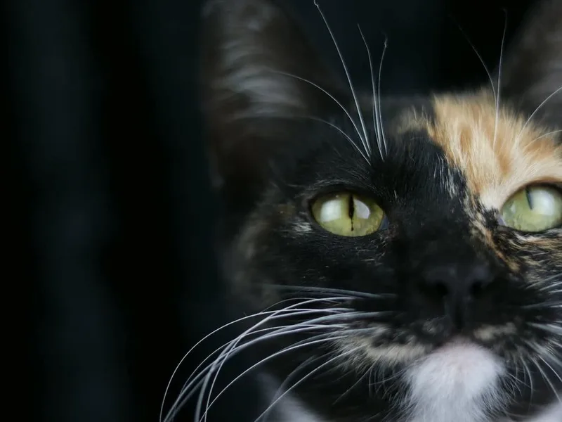 A young medium-sized female Domestic Short Hair cat named Simone for adoption in Lewisburg, TN