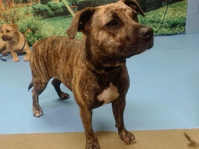 A young medium-sized female Pit Bull Terrier dog named Traviesa for adoption in Moreno Valley, CA