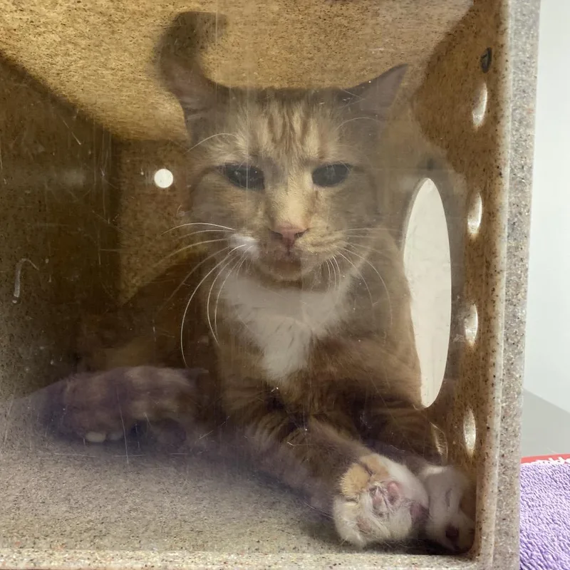 A senior large-sized male Orange / Red Domestic Short Hair cat named Prince for adoption in Reno, NV