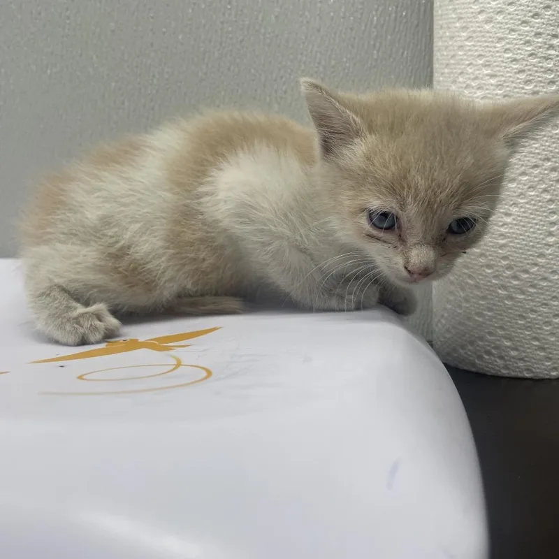 Miko