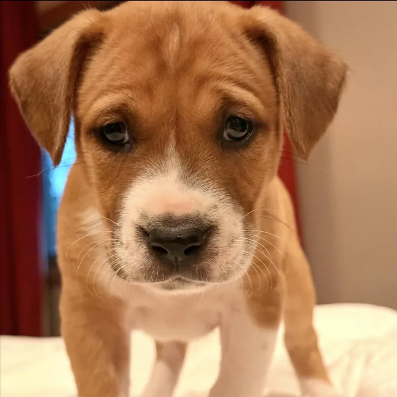 A baby small-sized female Pit Bull Terrier dog named Olive for adoption in Parker, CO
