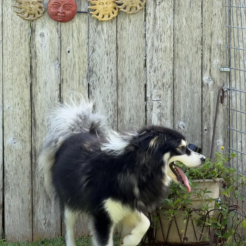 Atka