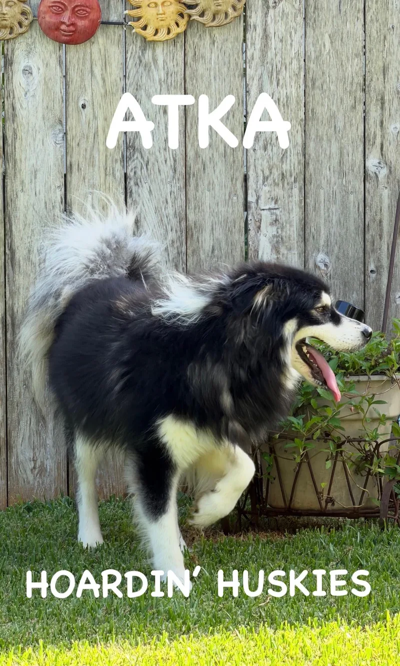 Atka thumbnail 2