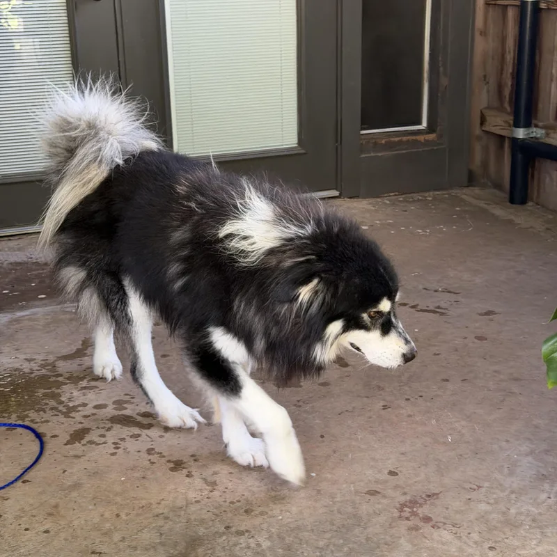 Atka thumbnail 3