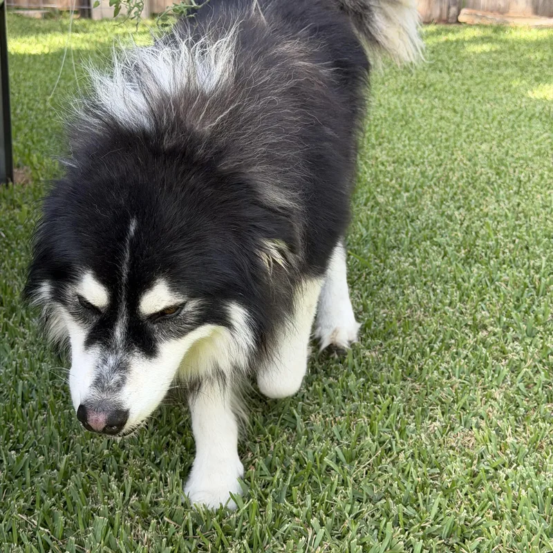 Atka thumbnail 4
