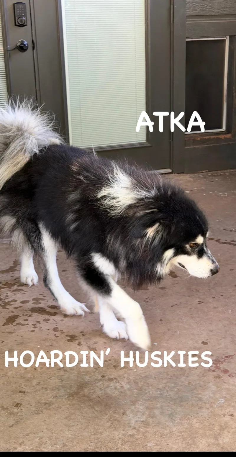 Atka thumbnail 5