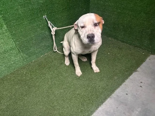 An adult large-sized male Pit Bull Terrier dog named A for adoption in Lancaster, CA